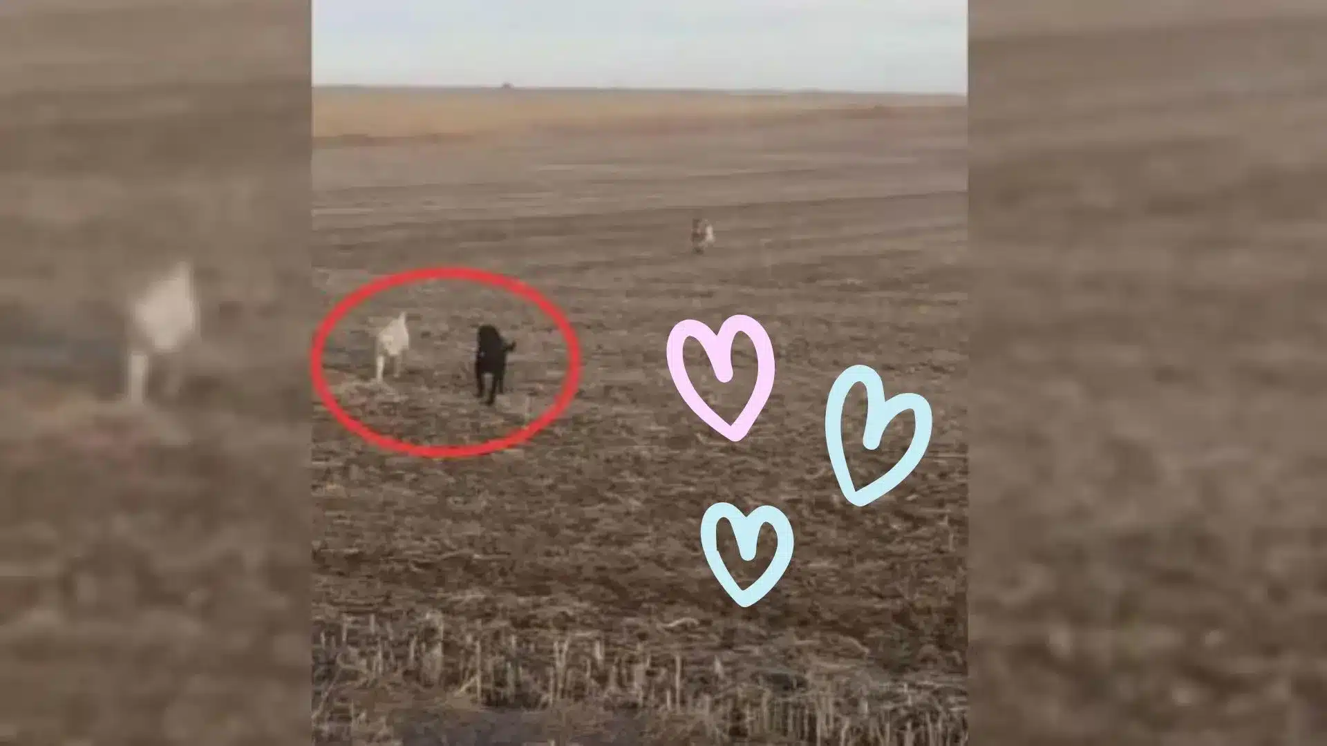 Family Realized Their Missing Dog Came Back Next Day And Also Brought Some Friends