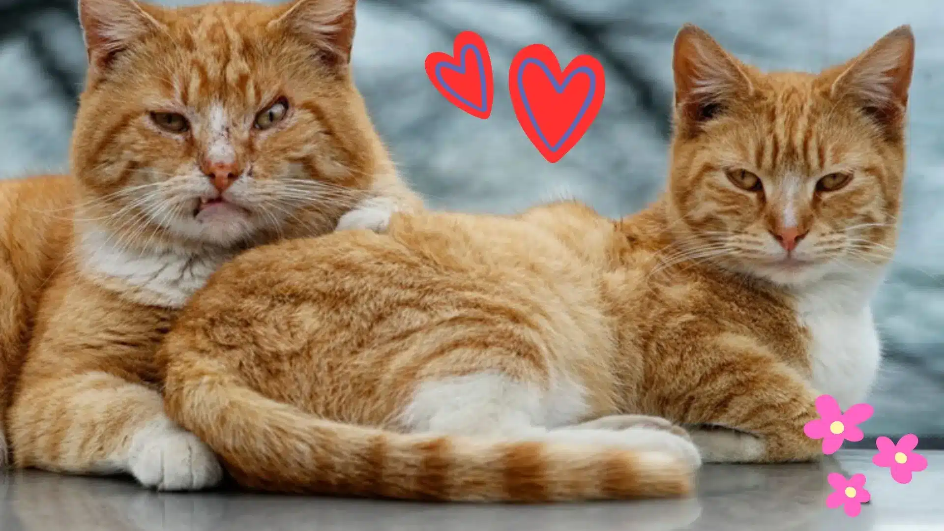 Farewell, Furry Friend: How My Cat Taught Me the True Meaning of Love