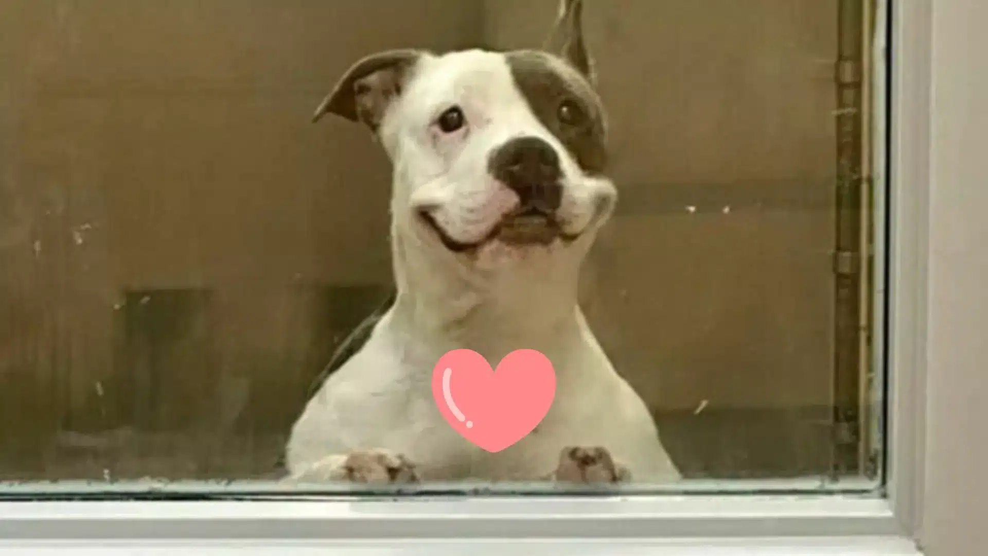 Friendly Dog Keeps Smiling At Everyone, Hoping To Find A Family Of His Own
