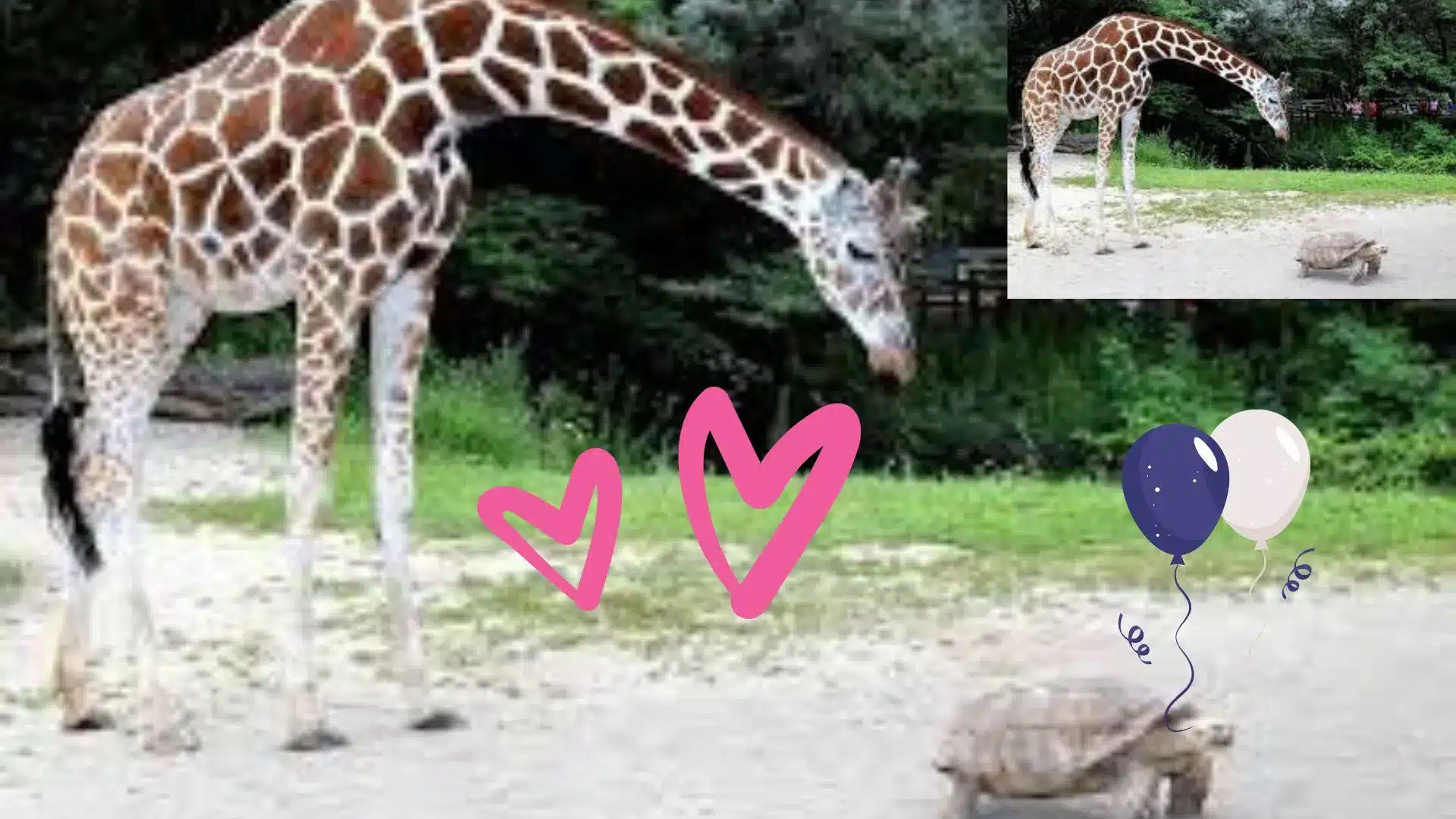 Gerald and Max: A Tale of Friendship in the Savannah