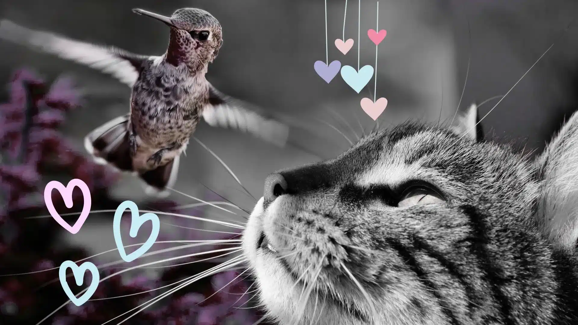 How a Curious Cat and a Charming Hummingbird Formed a Strong Bond