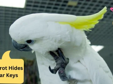 Laugh Out Loud: Sunny the Parrot Hides Car Keys in the Most Unexpected Place!