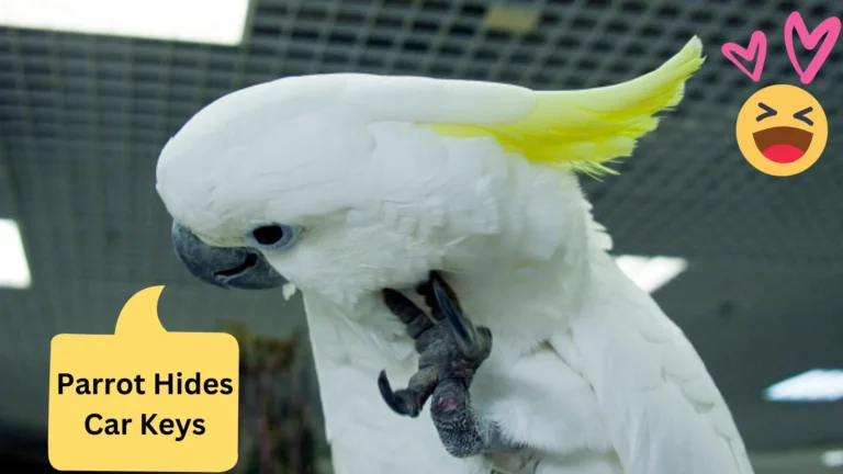 Laugh Out Loud: Sunny the Parrot Hides Car Keys in the Most Unexpected Place!