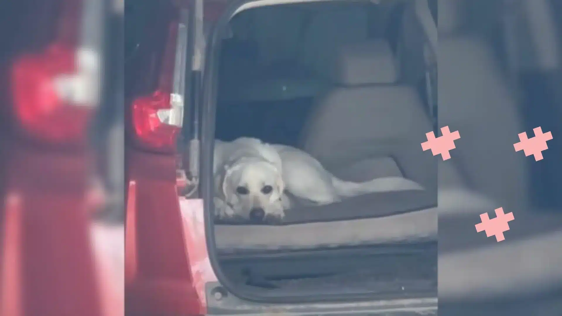 Man Accidentally Got Into Someone Else’s Car And Figured Out It’s Not His When He Saw A Pup Inside