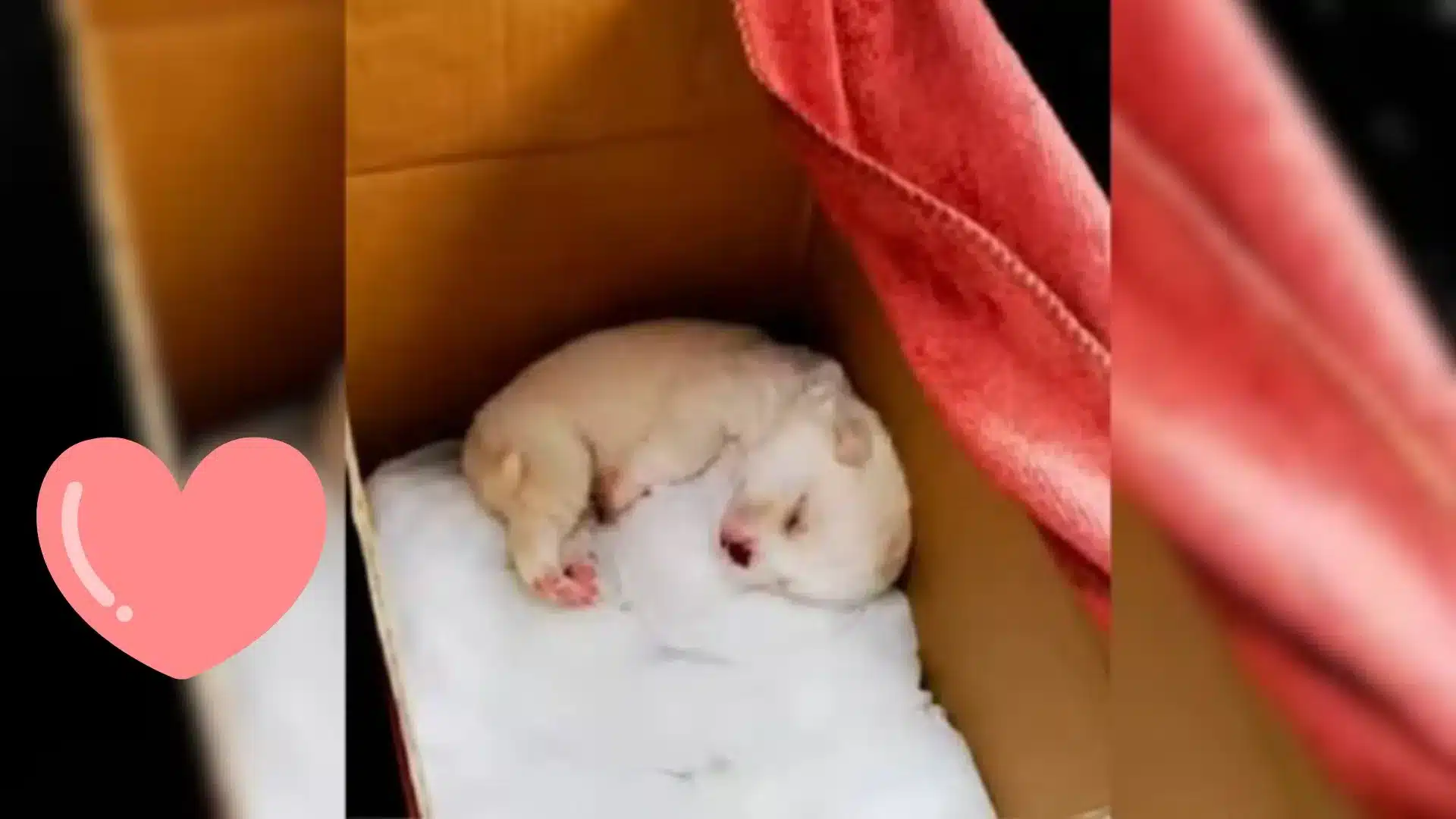 Man Was Surprised To Hear Cries Coming From Nearby Trash Cans So He Went To Check It Out