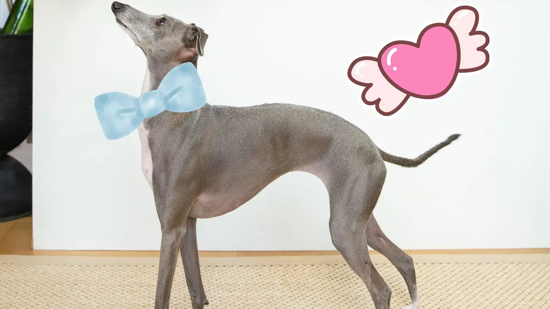 Max's Journey: From Neglected Racer to Cherished Therapy Dog