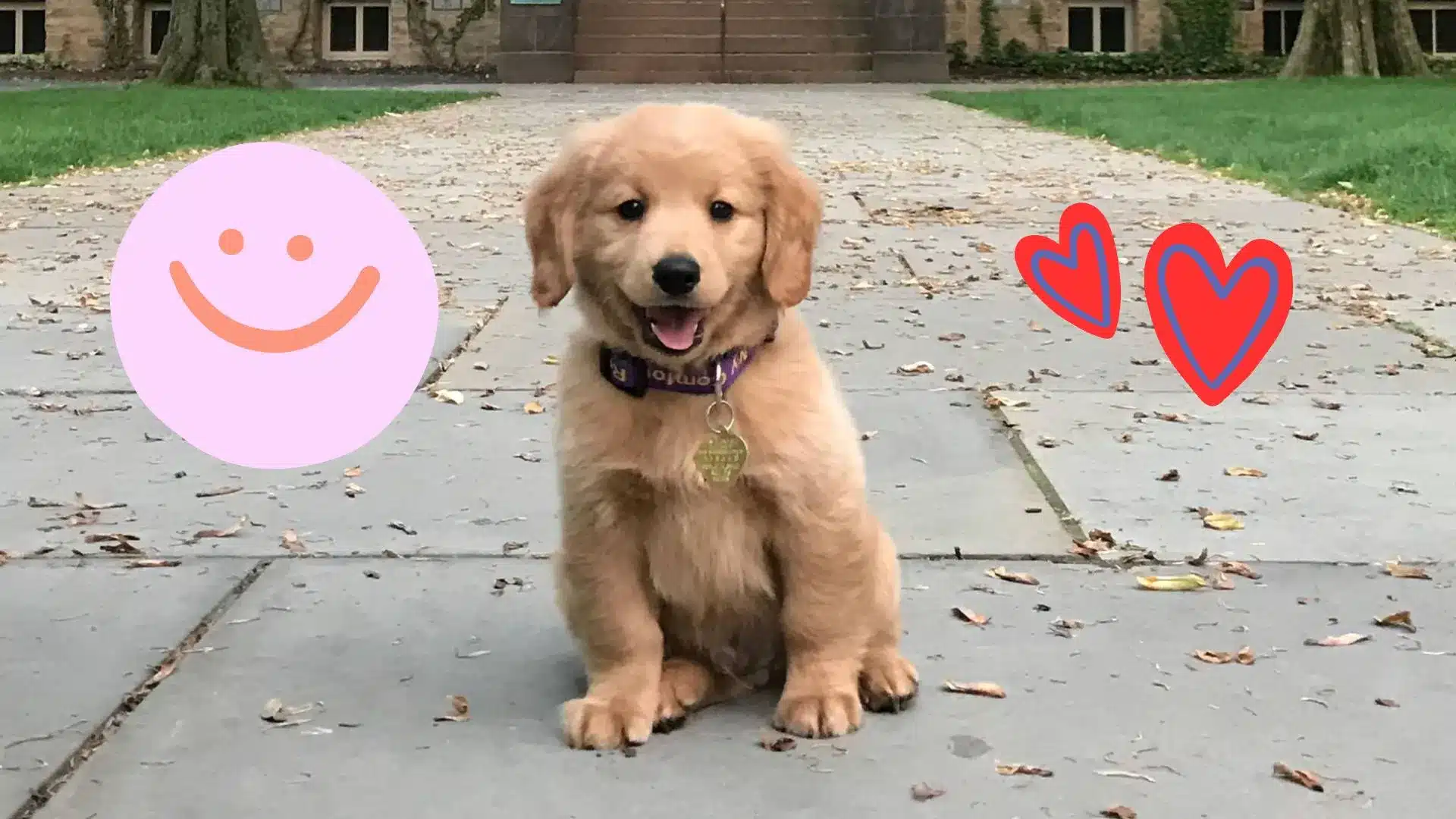 My Dog Bear The Big Fuzzy Therapist Who Saved My Sanity