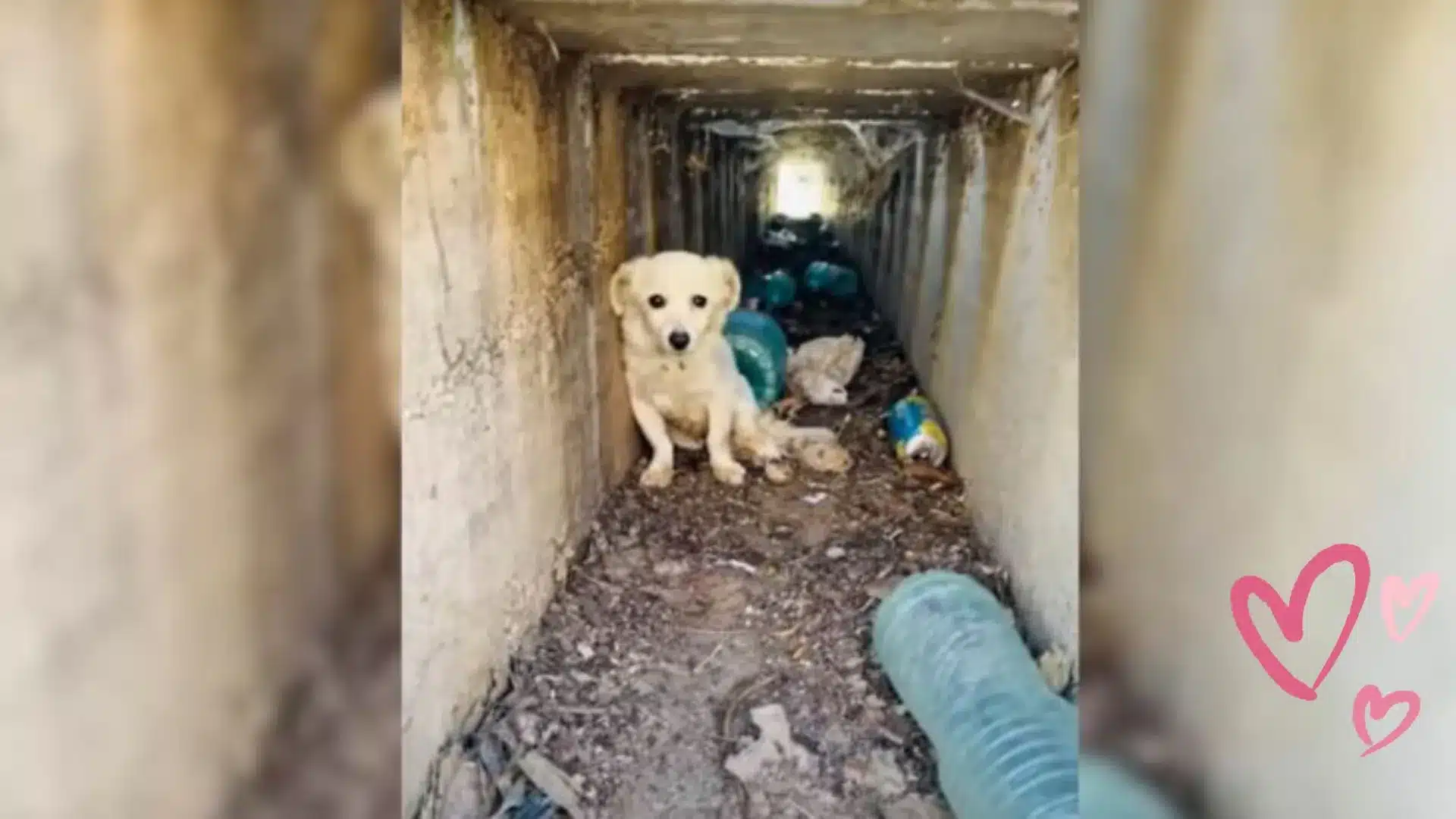 Paralyzed Pup Was Lying In A Ditch For A Long Time Until Someone Noticed Him