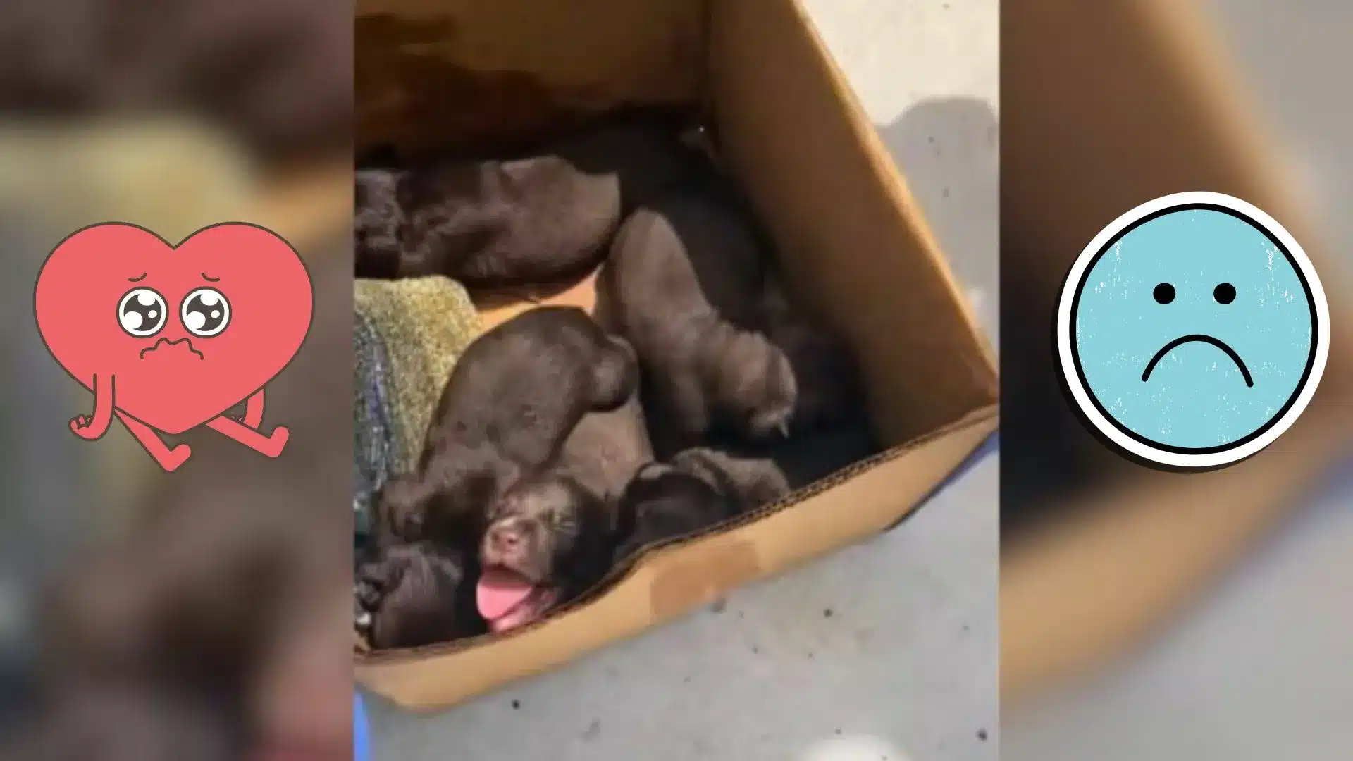 Rescuer Was Shocked To Find A Box Of Crying Puppies Just Left In A Dumpster