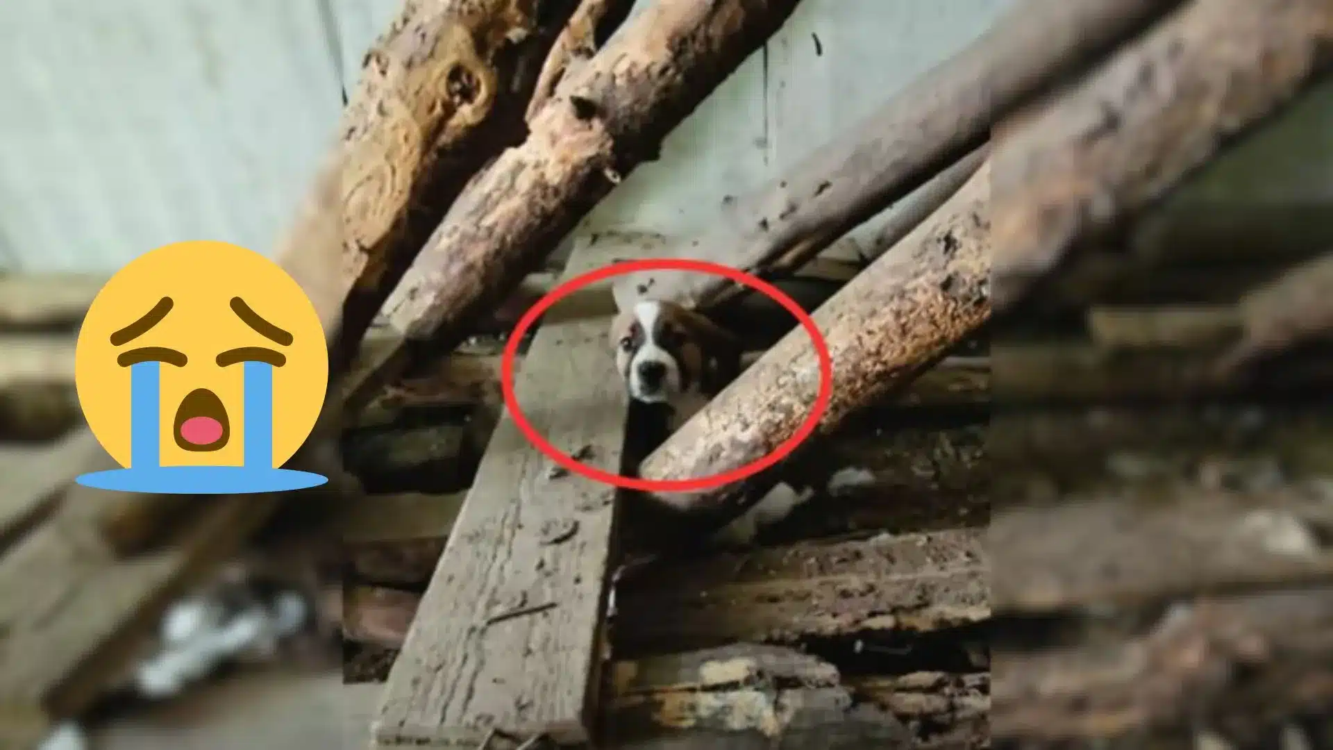 Rescuers Was Revealed When He Saw A Little Tail Wagging Form Underneath An Abandoned Stairwell