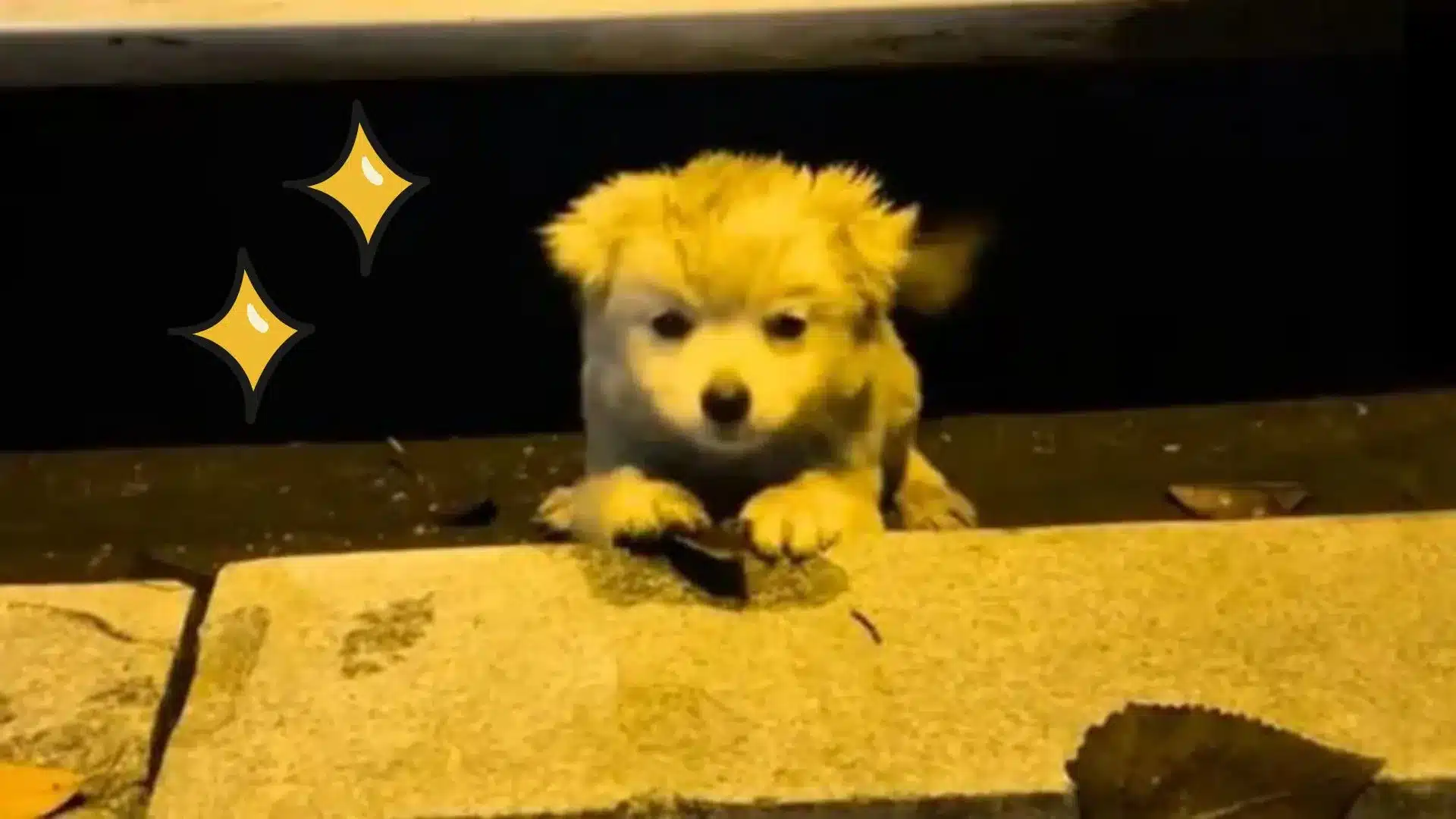 Rescuers discovered a sweet puppy underneath a car and realized he was too scared to ask for help
