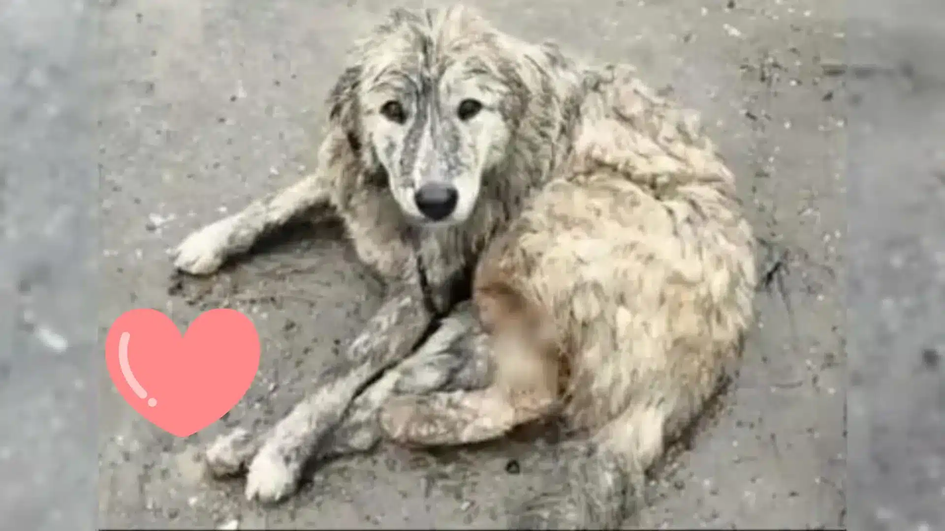 Sweet Pup Who Spent Her Whole Life In Chains Finally Learns What It's Like to Be Free
