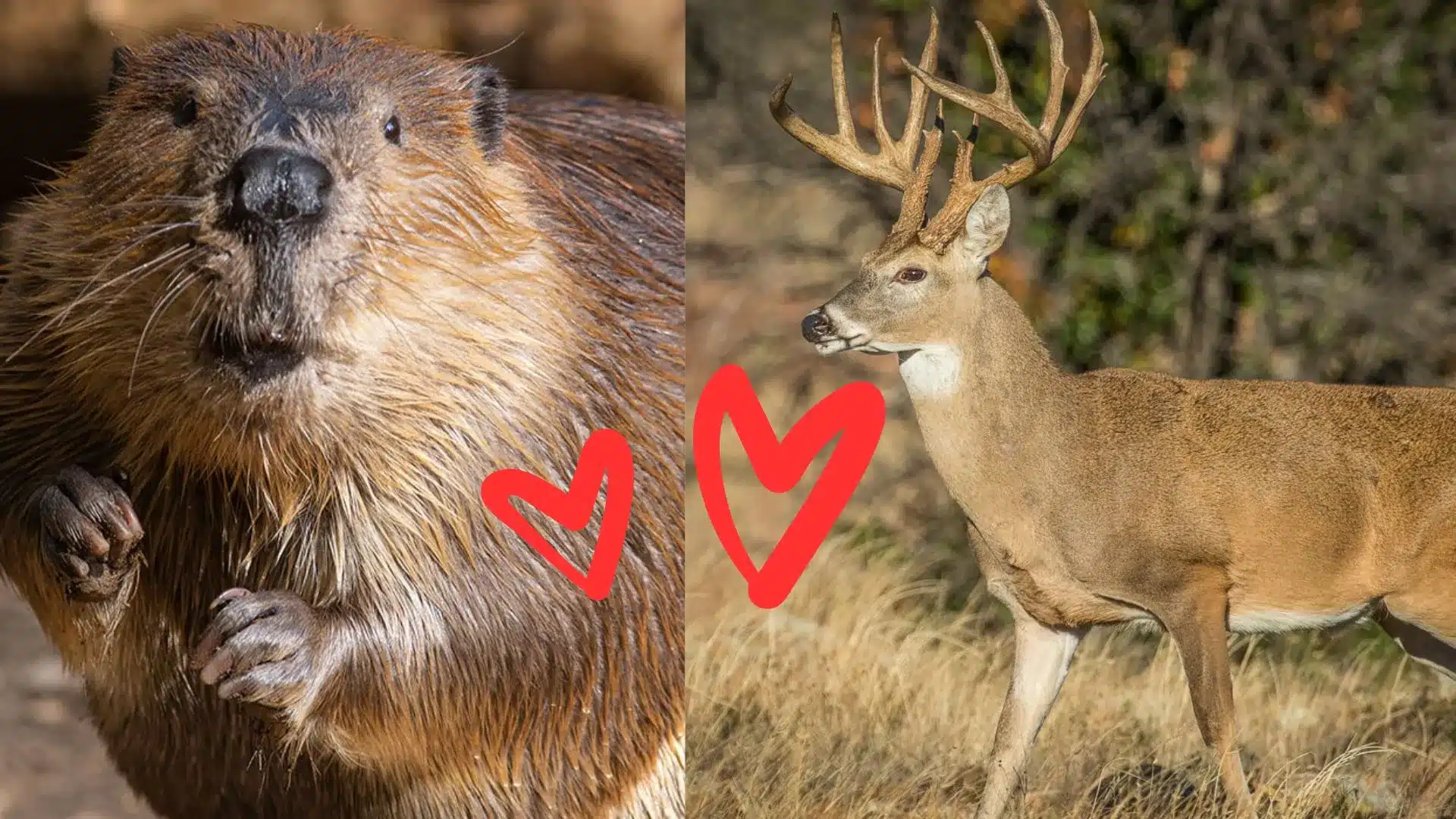 The Amazing Friendship Between a Forest Deer and a Clever Beaver