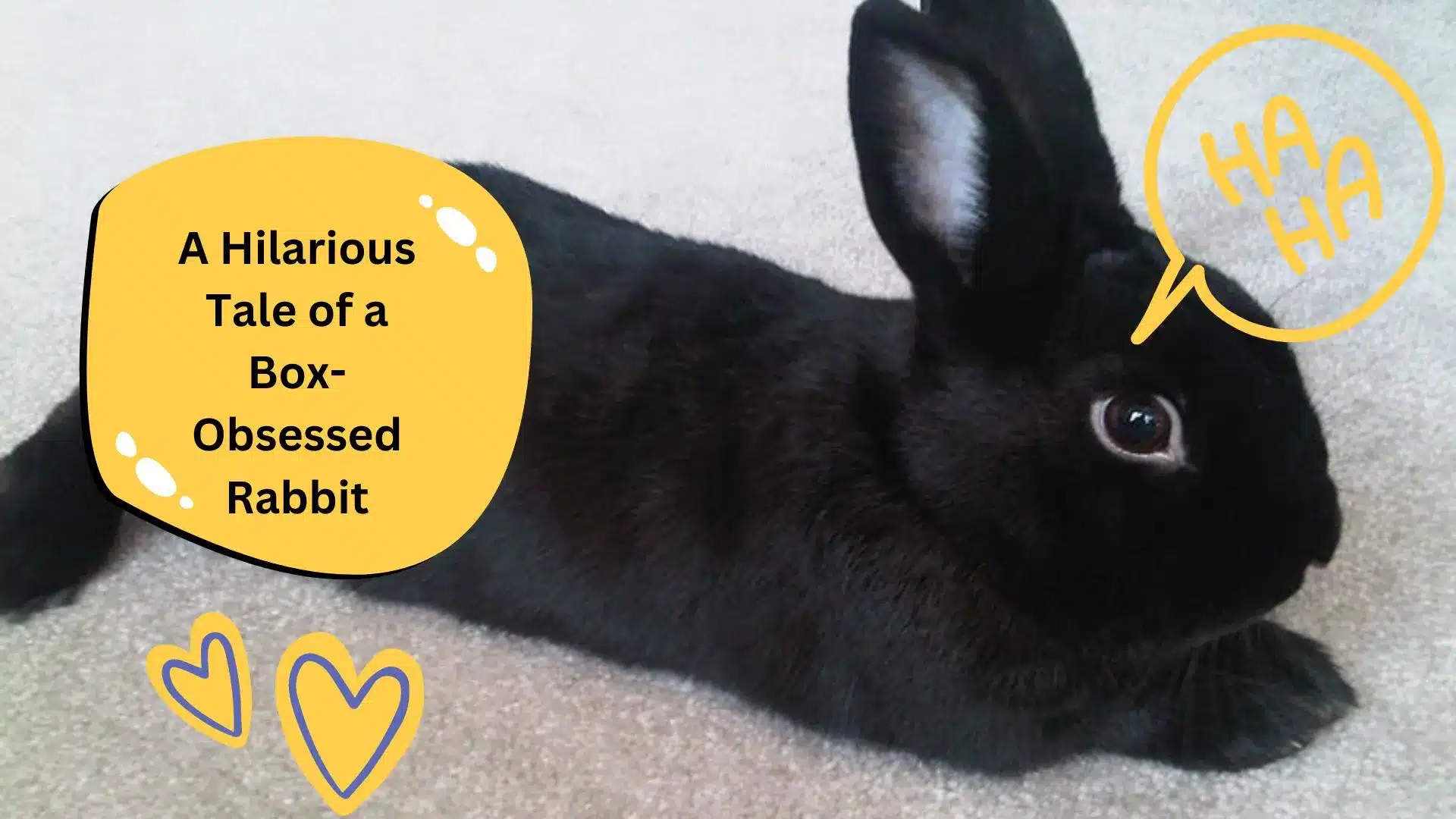 The Cardboard Chronicles of Fluffy: A Hilarious Tale of a Box-Obsessed Rabbit