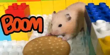 The Great Hamster Escape: Nibbles' Wild Adventure