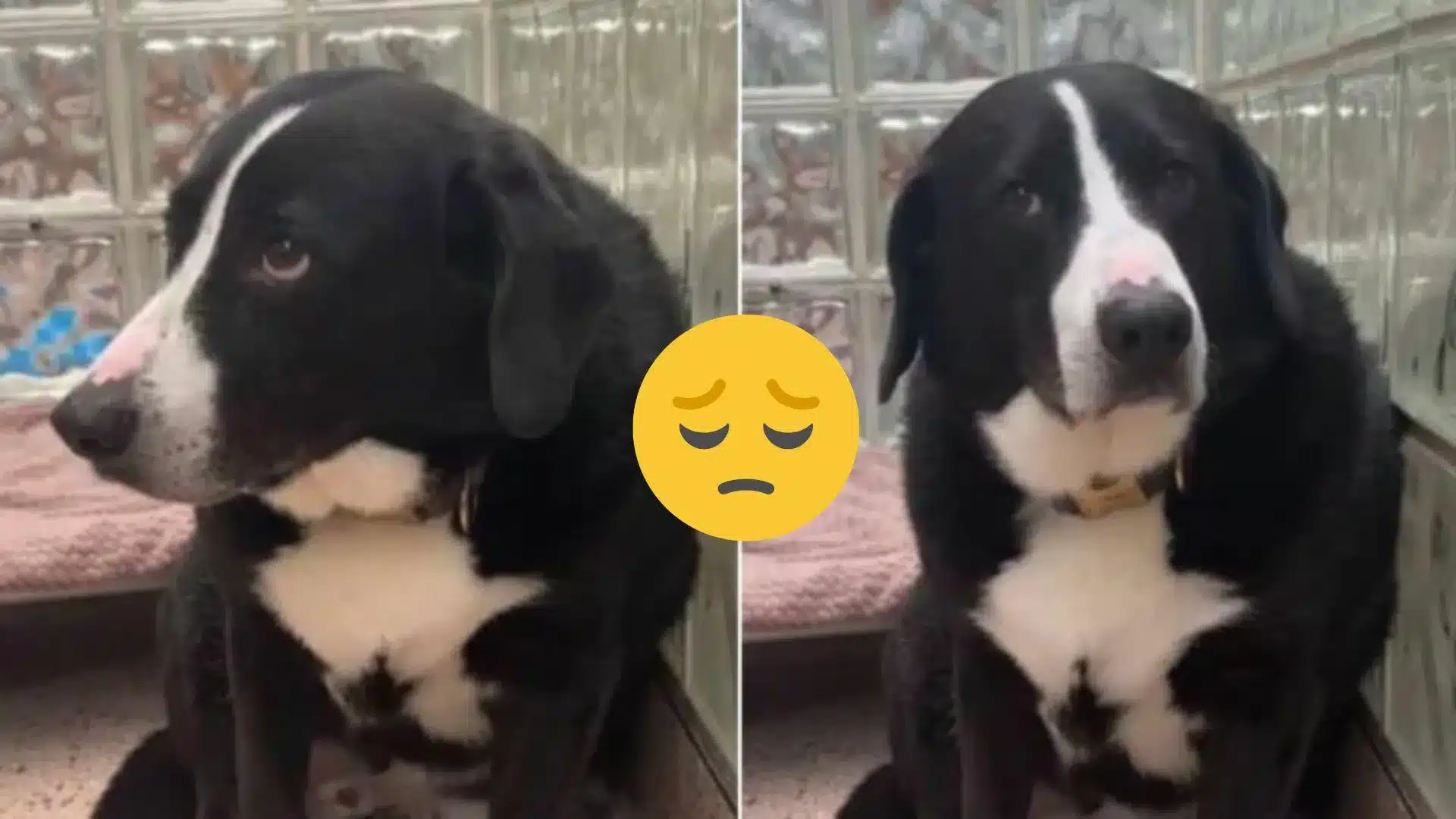 The Sad Dog Couldn’t Understand Why His “Only Family” Abandoned Him After 8 Years