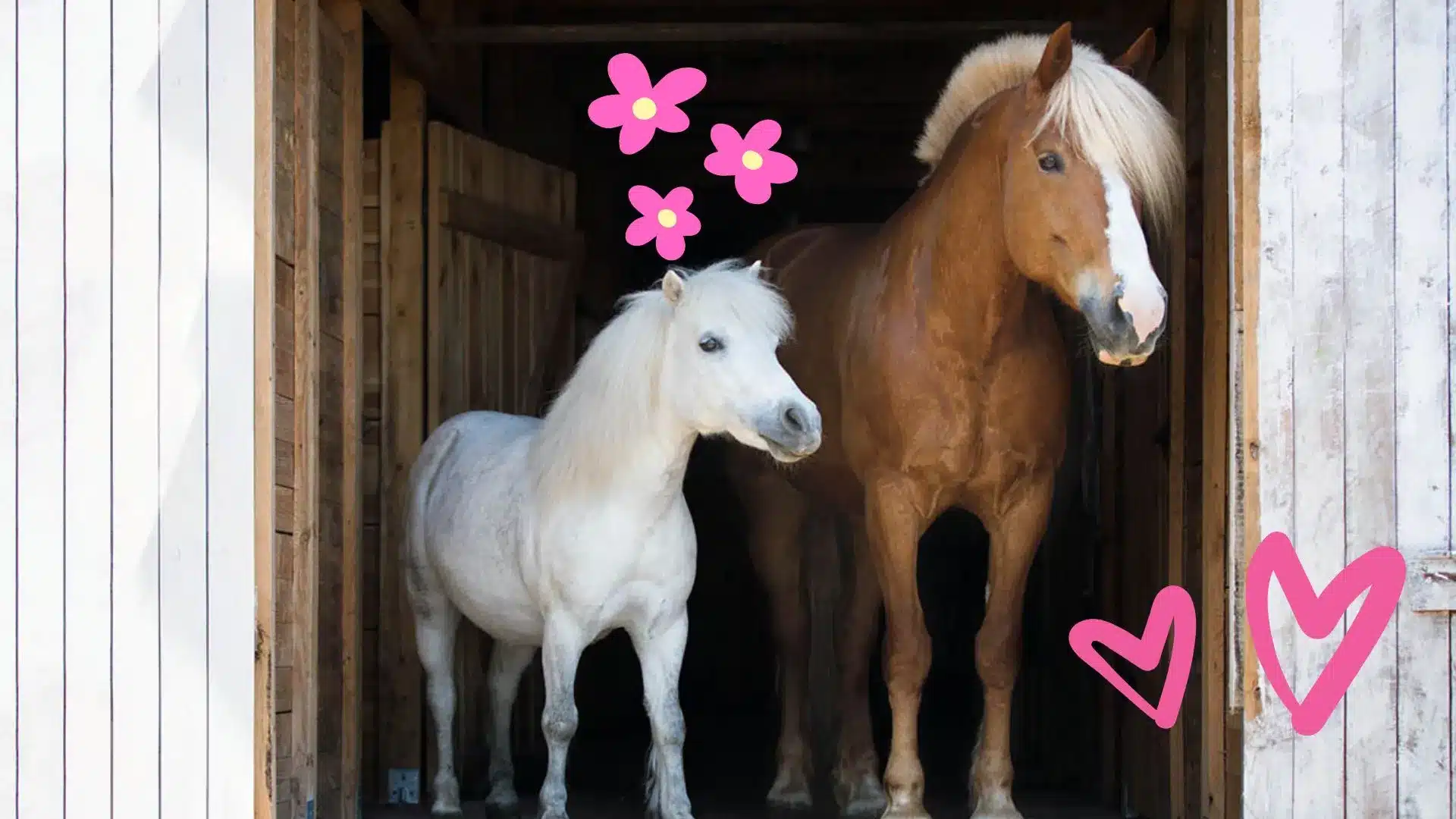 The Whinnying Whisperer: My Horse Speaks Volumes Without Saying a Word