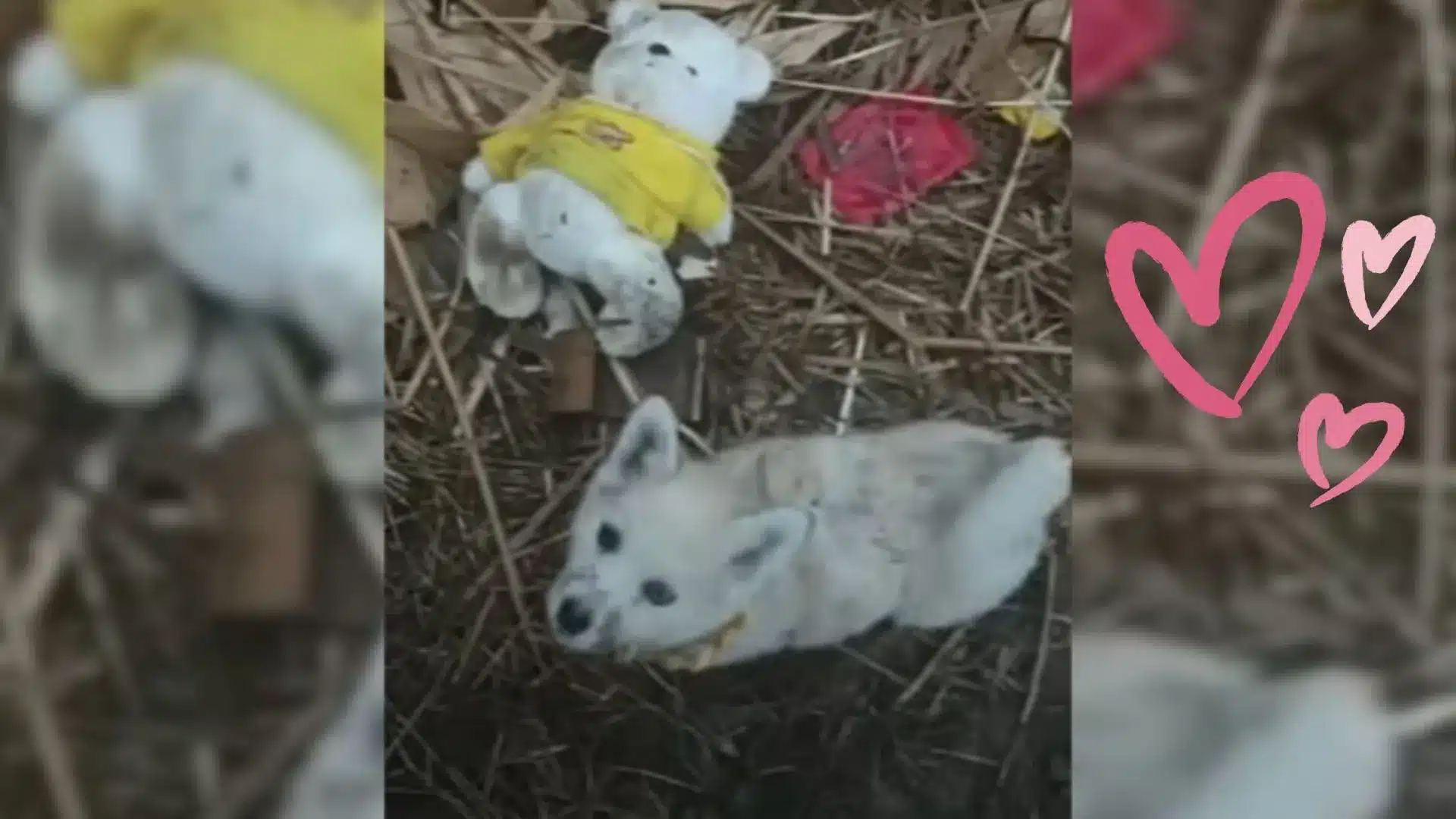 This Loyal, Freezing Dog Refused To Be Rescued Without His Best Bud