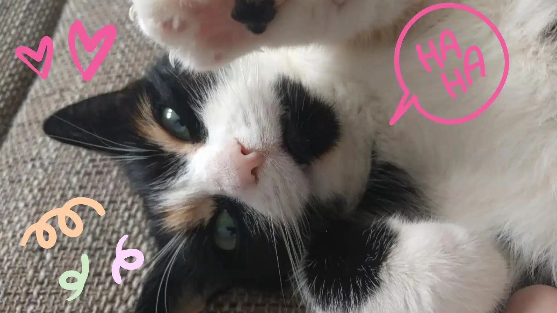 When Your Cat's 'Who, Me?' Look Melts Your Heart