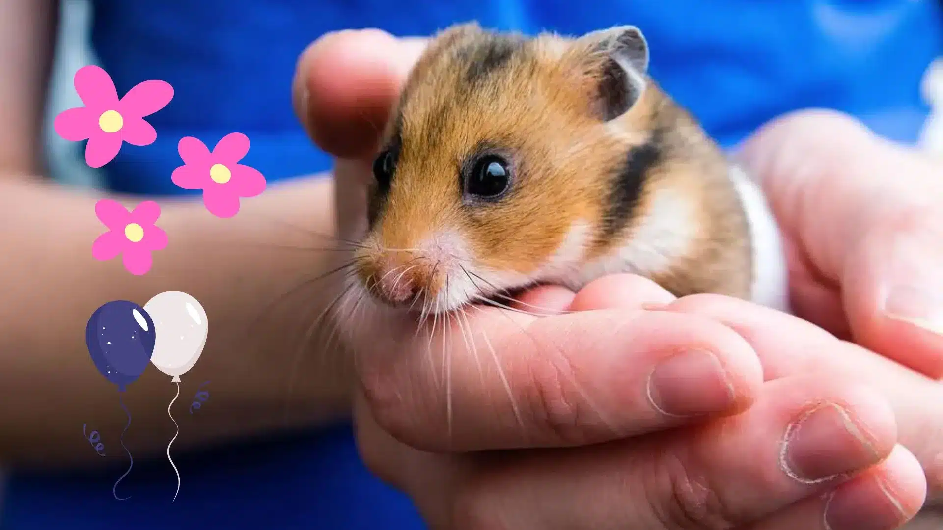 When Your Hamster Decides To Explore In The Most Hilarious Way