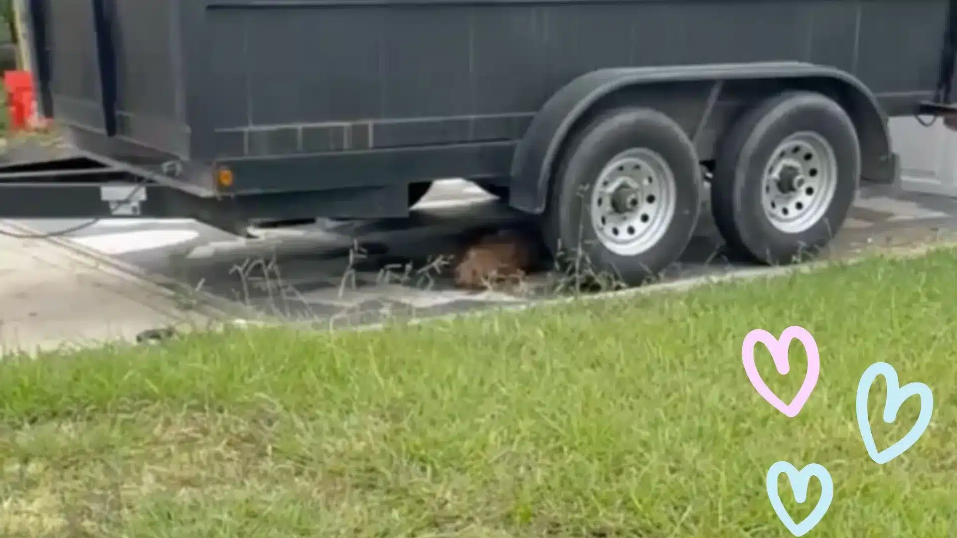 When a woman noticed a pile of fur behind a trailer, she realized what it was.