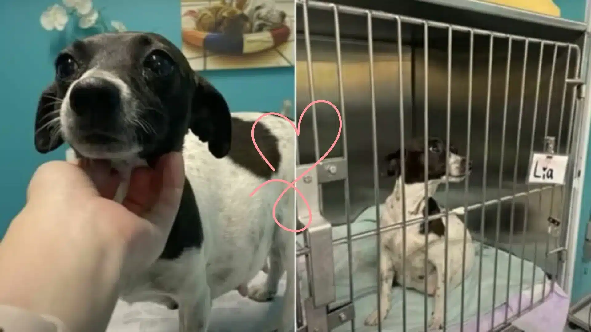 Woman Stumbles Upon Pregnant Dog On The Street And Makes A Life-Saving Choice
