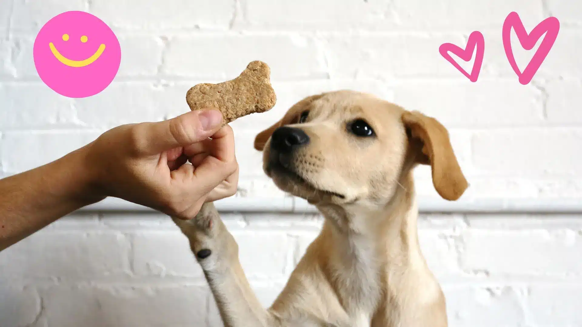 You Won't Believe What Happened When My Dog Tried To Catch A Treat!