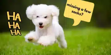 You Won't Believe Where My Dog Hid All My Socks!