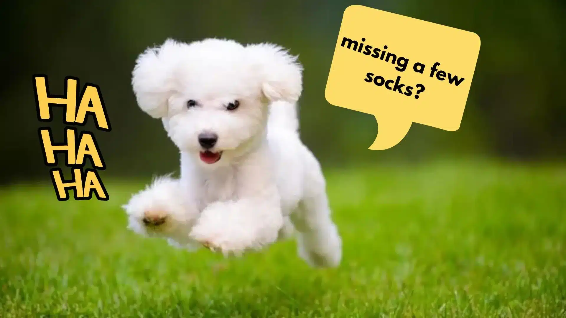 You Won't Believe Where My Dog Hid All My Socks!