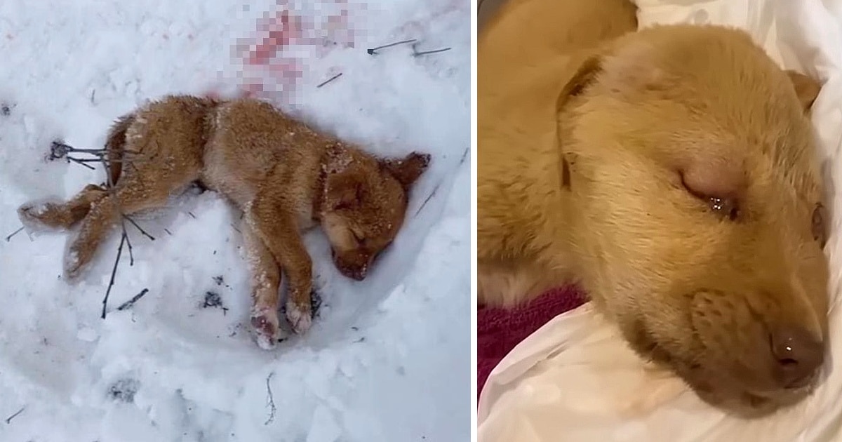 A lonely pooch, left to die in the freezing woods, was ambushed by wild wolves.