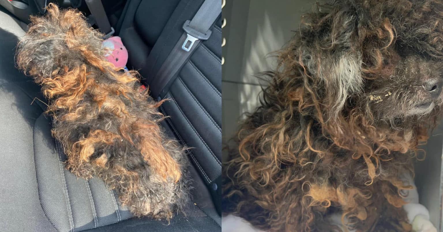 Rescue takes in severely matted dog who looks like a wig — today she’s unrecognizable
