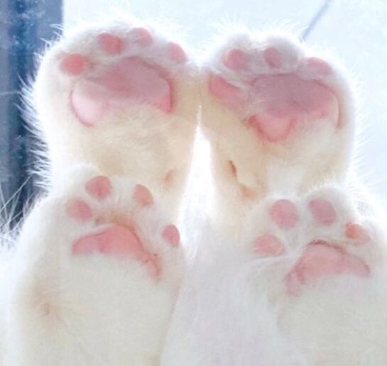 Cuteness Overload: Meet the White Cat with the Cutest Gestures