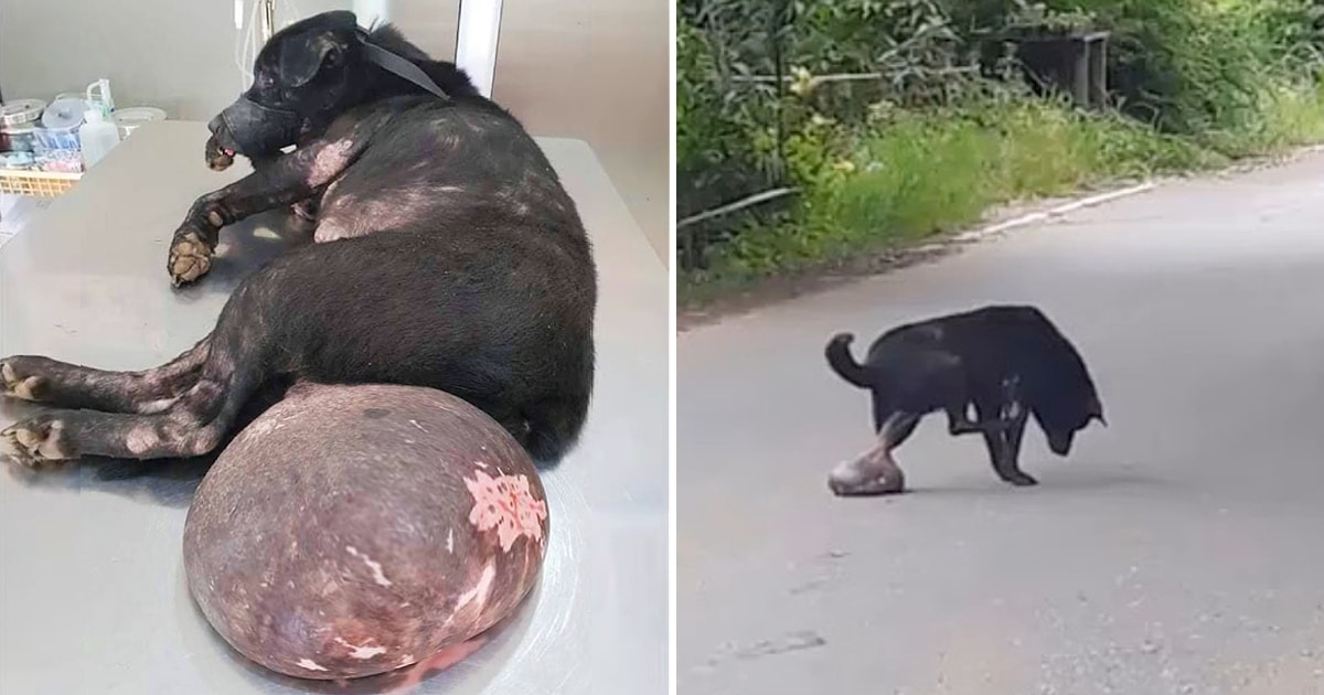 The miserable dog, abandoned and dragging a giant tumor, sought help but was chased away, finding no one to assist her.