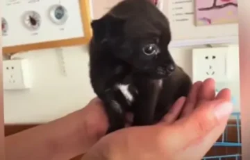 A Young boy helped the little dog who crying desperately with cold- dailyjugarr