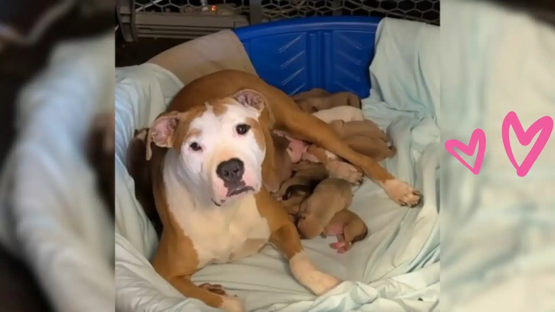 84-Year-Old Woman Cares For Her Son’s Dog, Only To Be Shocked By What Happens Next