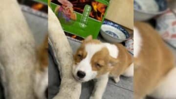 A Sweet Corgi Abandoned By His Owner Because He Was In Critical Condition Finds His Happiness