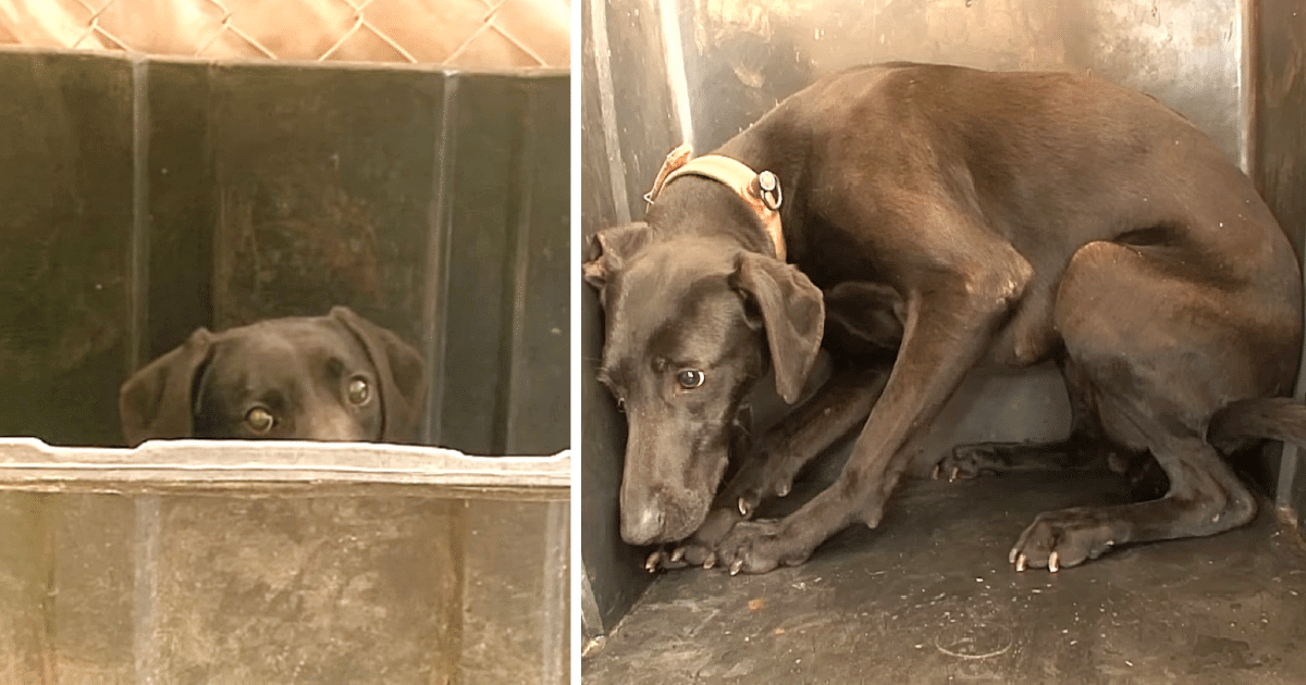 A battered dog withdrew into solitude, seeking refuge from a world that had only shown her pain