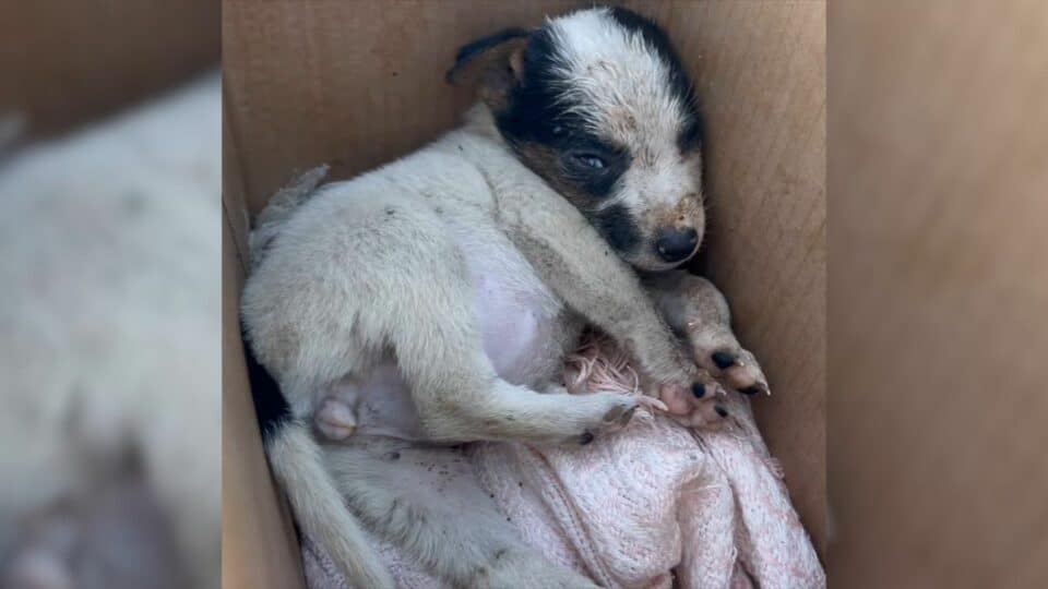 Puppy Was Sad After Being Abandoned By Owner But Her Luck Would Change For The Better