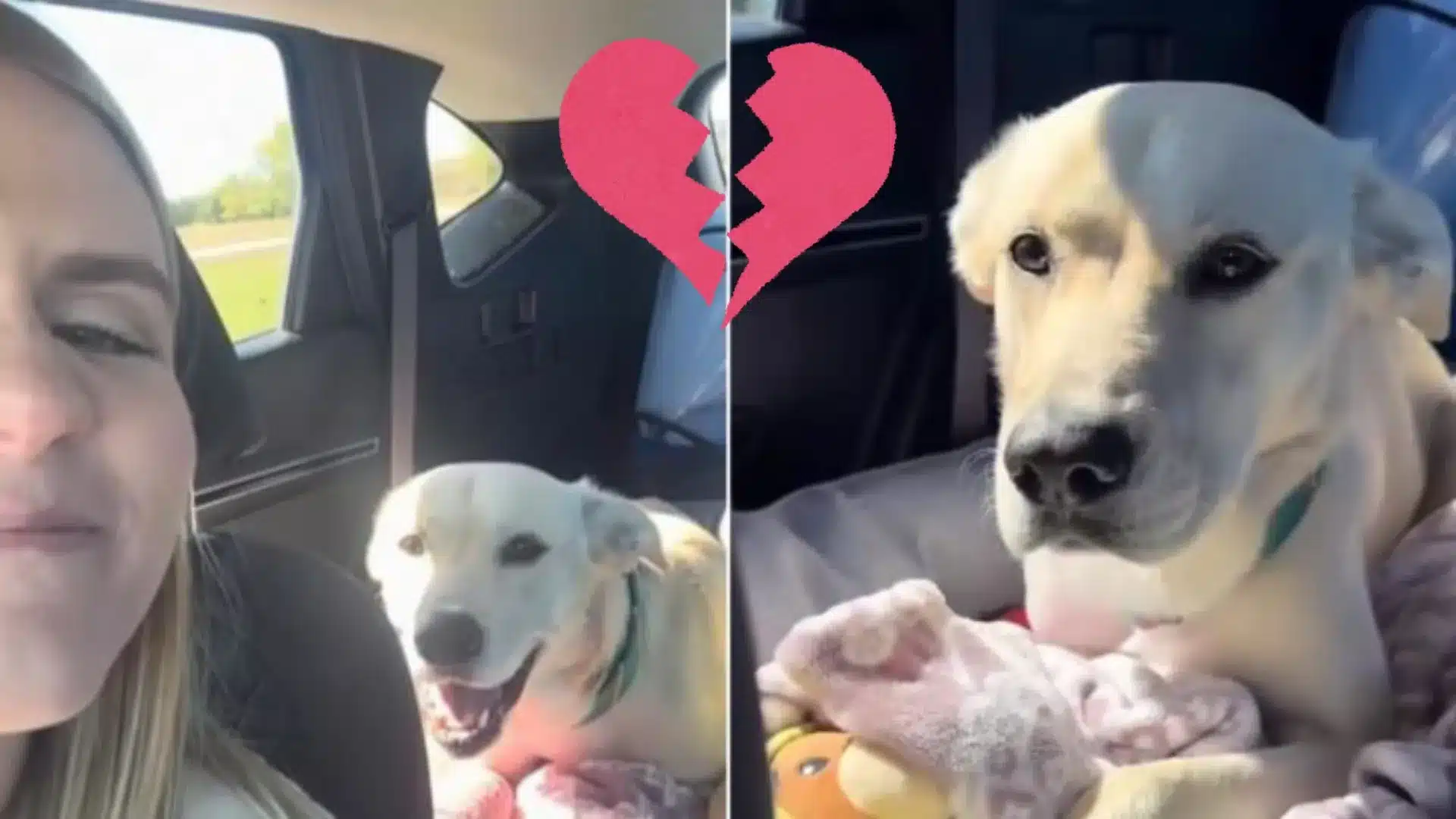 Couple Preparing For Wedding Rescues Injured Pup And Welcomes Him As A Family Member