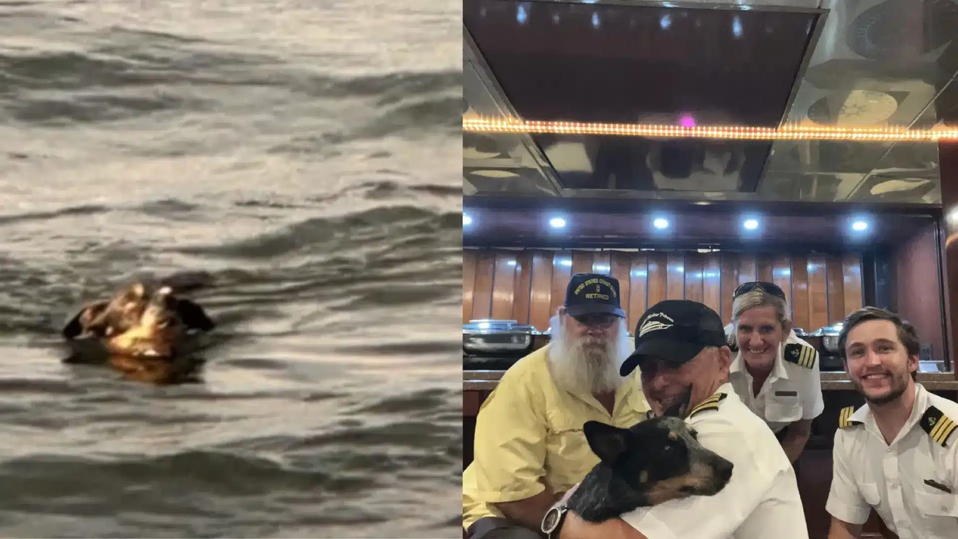 Dog spotted in water during dinner cruise: yacht crew jumps into action to save her life