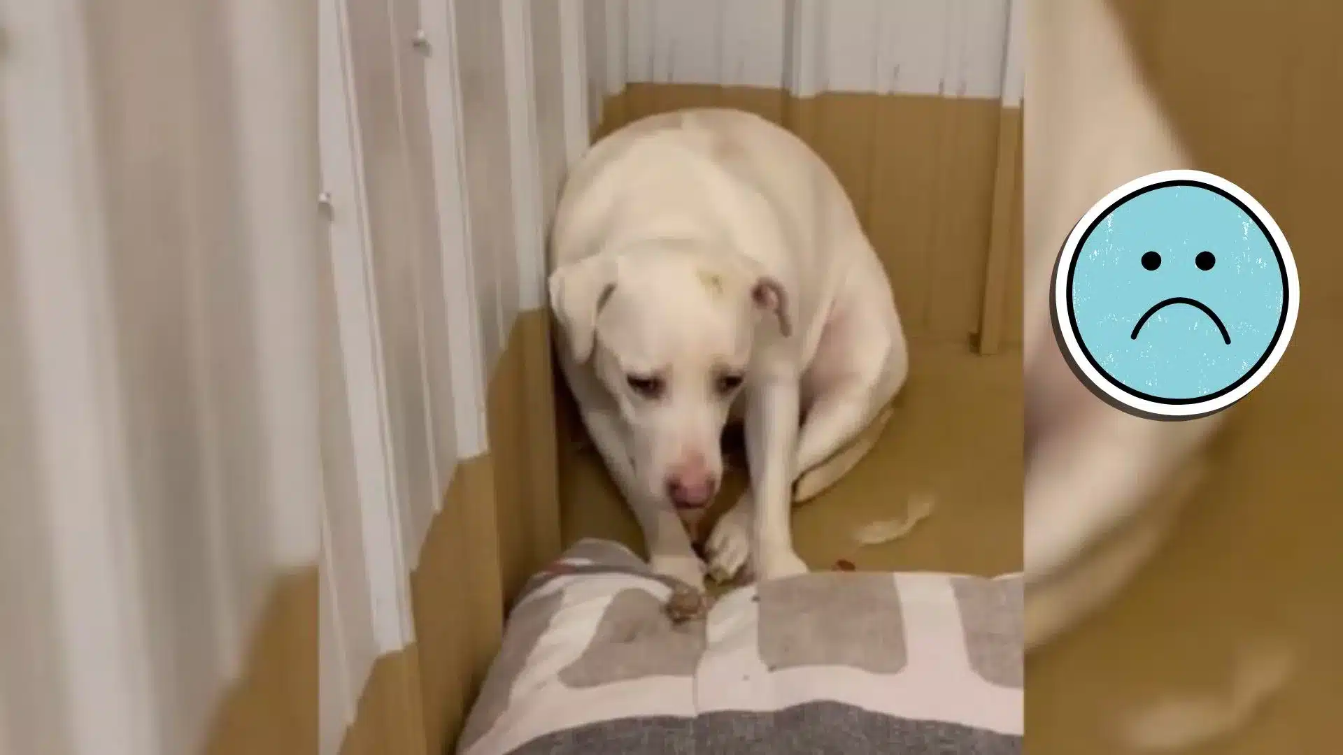 Extremely Scared Dog Who Flinched Every Time She Was Touched Finally Learns What Love Is