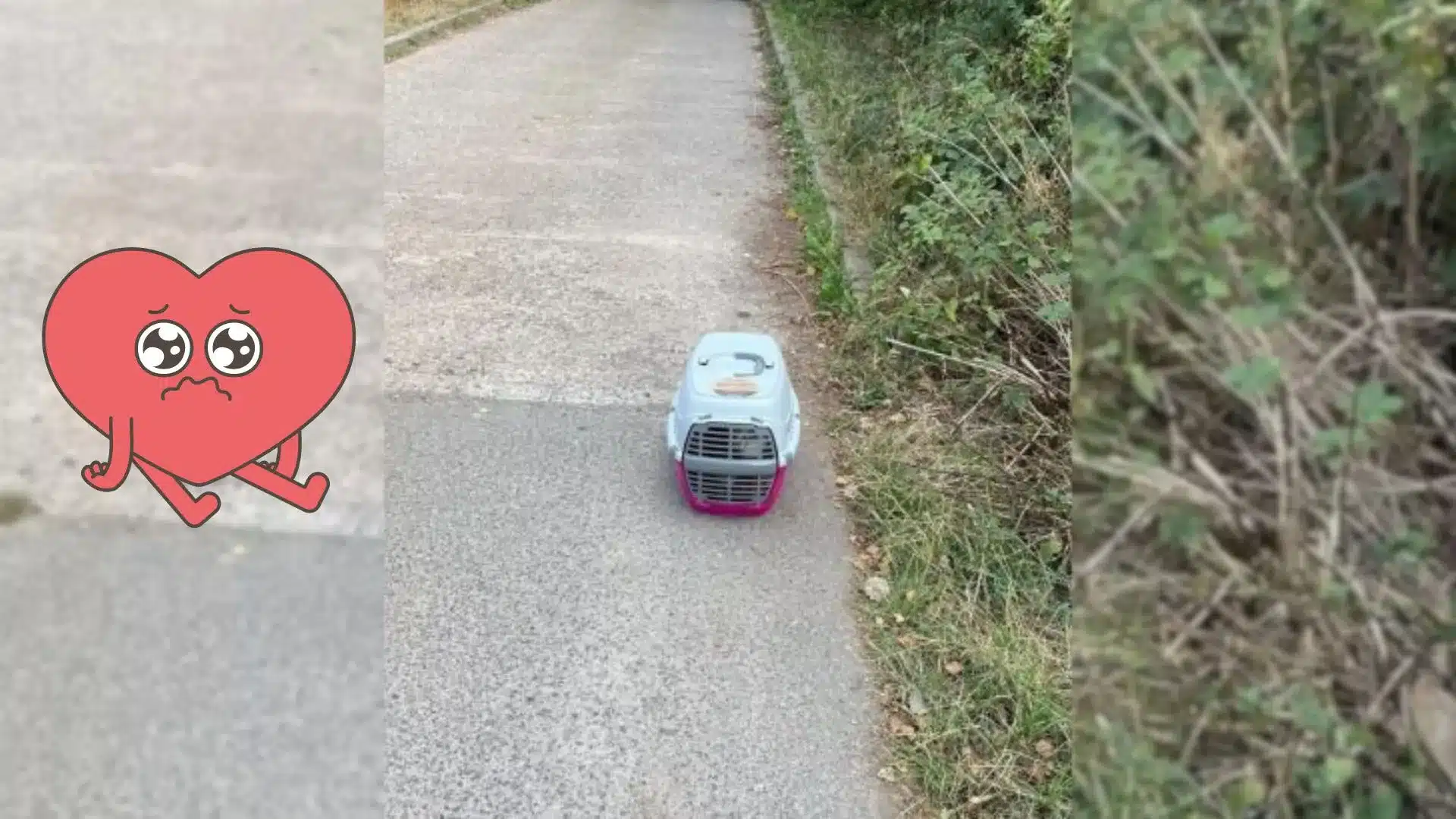 Man Leaves Crate At Shelter’s Driveway, What Workers Find In It Minutes Later Is Shocking