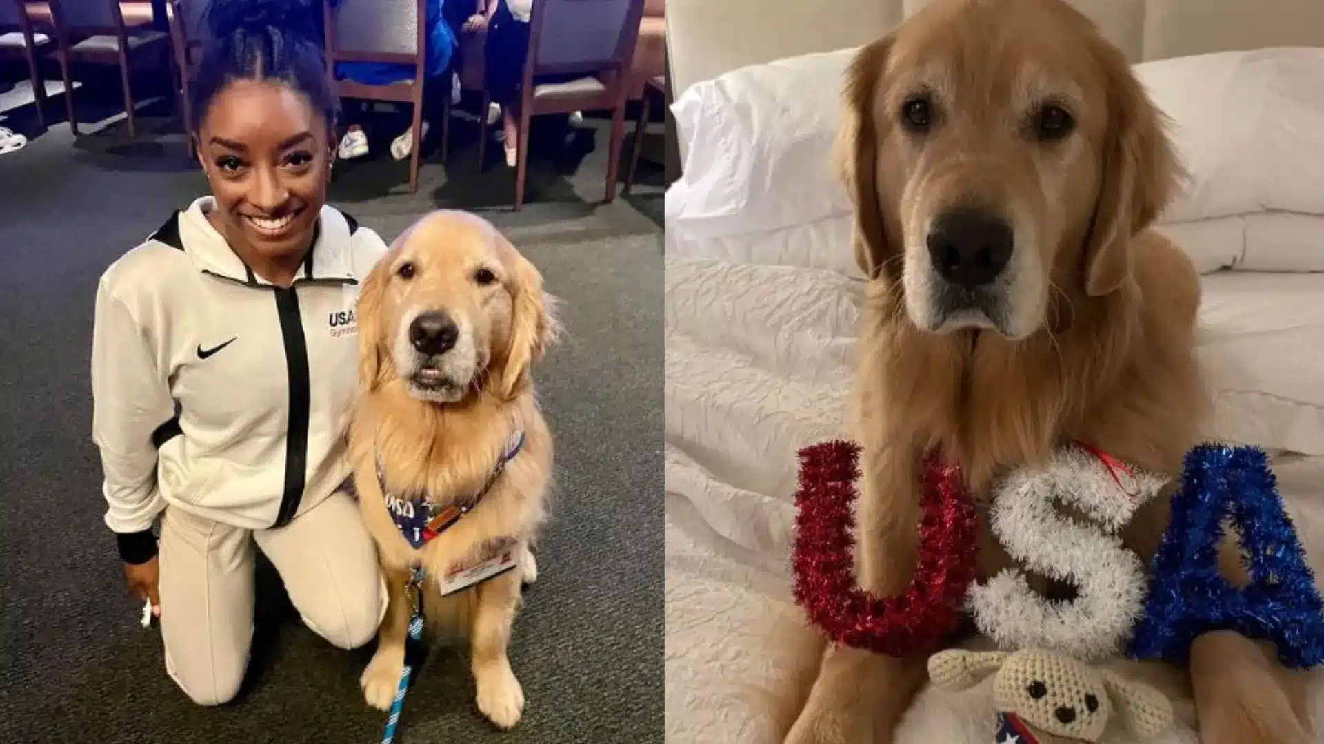Meet Beacon, Team USA gymnastics’ beloved therapy dog: “Most Valuable Pup”