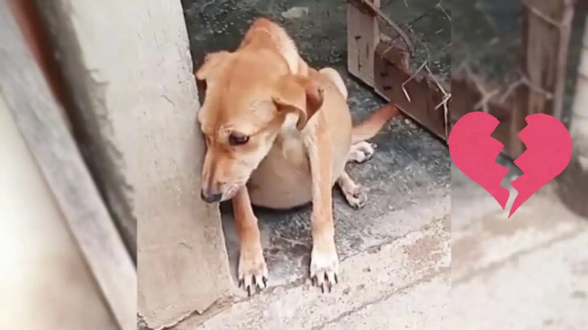Owner Thinks Her Dog’s Big Belly Is A Sign Of Pregnancy, But It Turns Out To Be Something Else