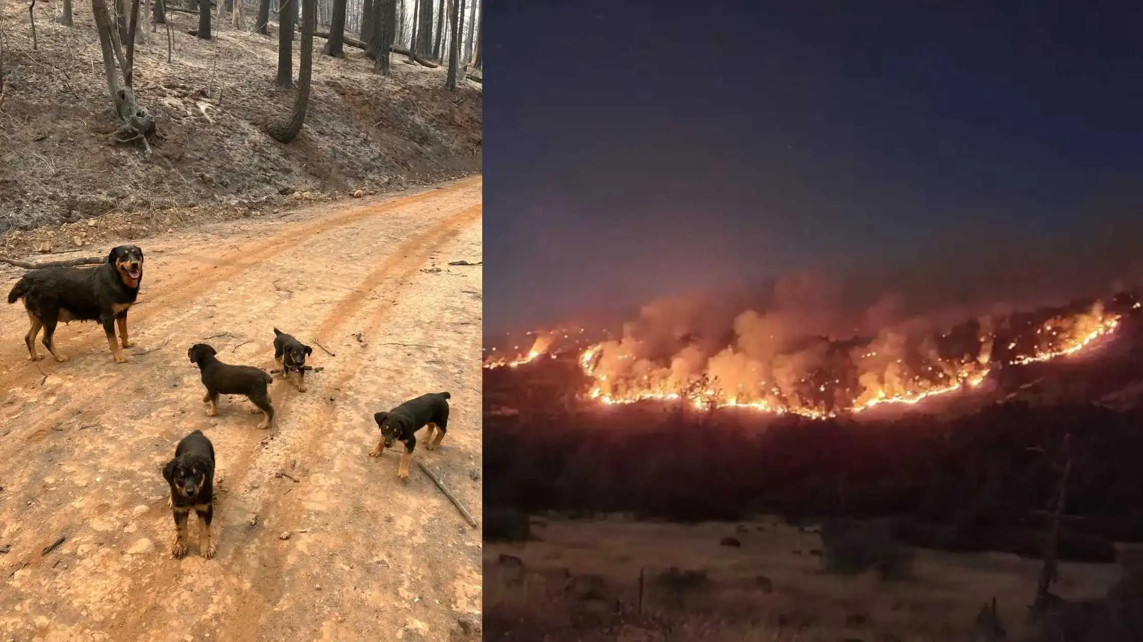 Rescuer Flies Into Wildfire Zone To Save A Family Of Stranded Dogs
