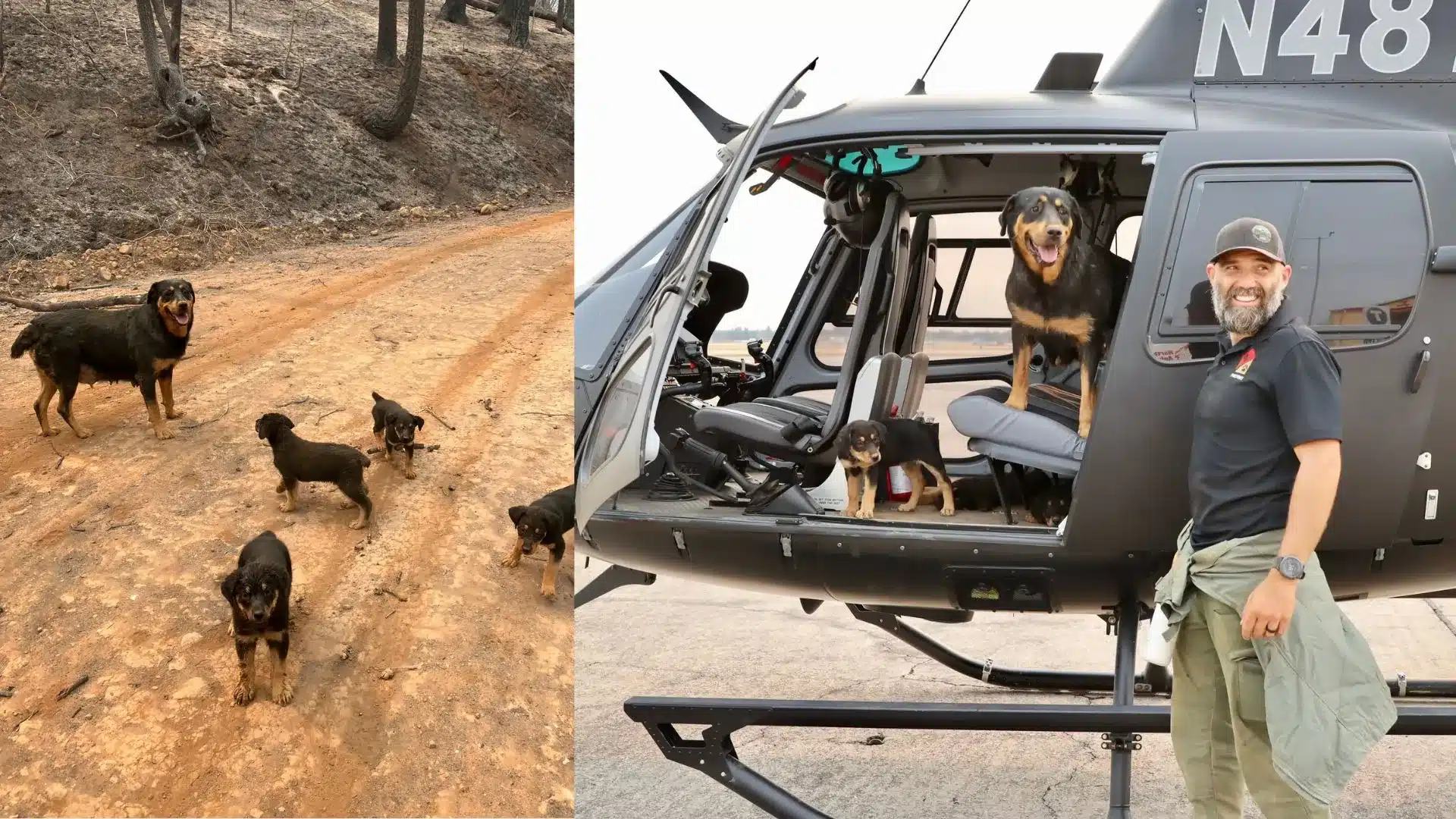 Rottweiler mom and 4 pups rescued after being trapped for days following wildfire