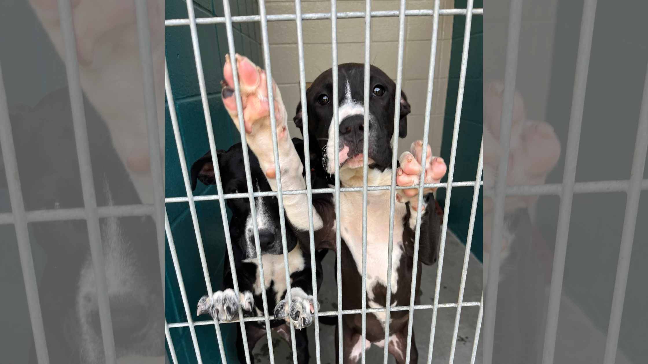 The Shelter Crisis Is So Bad That Shelters Are Closing For Intakes