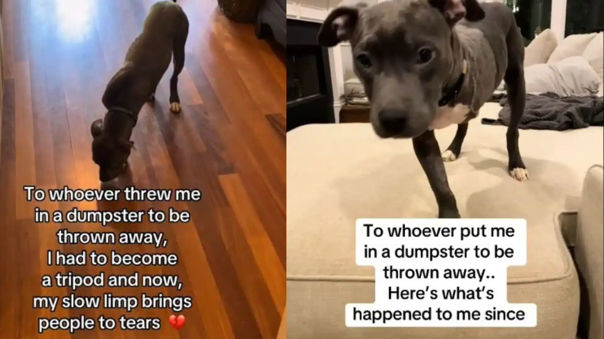 Three-legged dog left in dumpster now living his best life — sends “revenge” message to the person who abandoned him