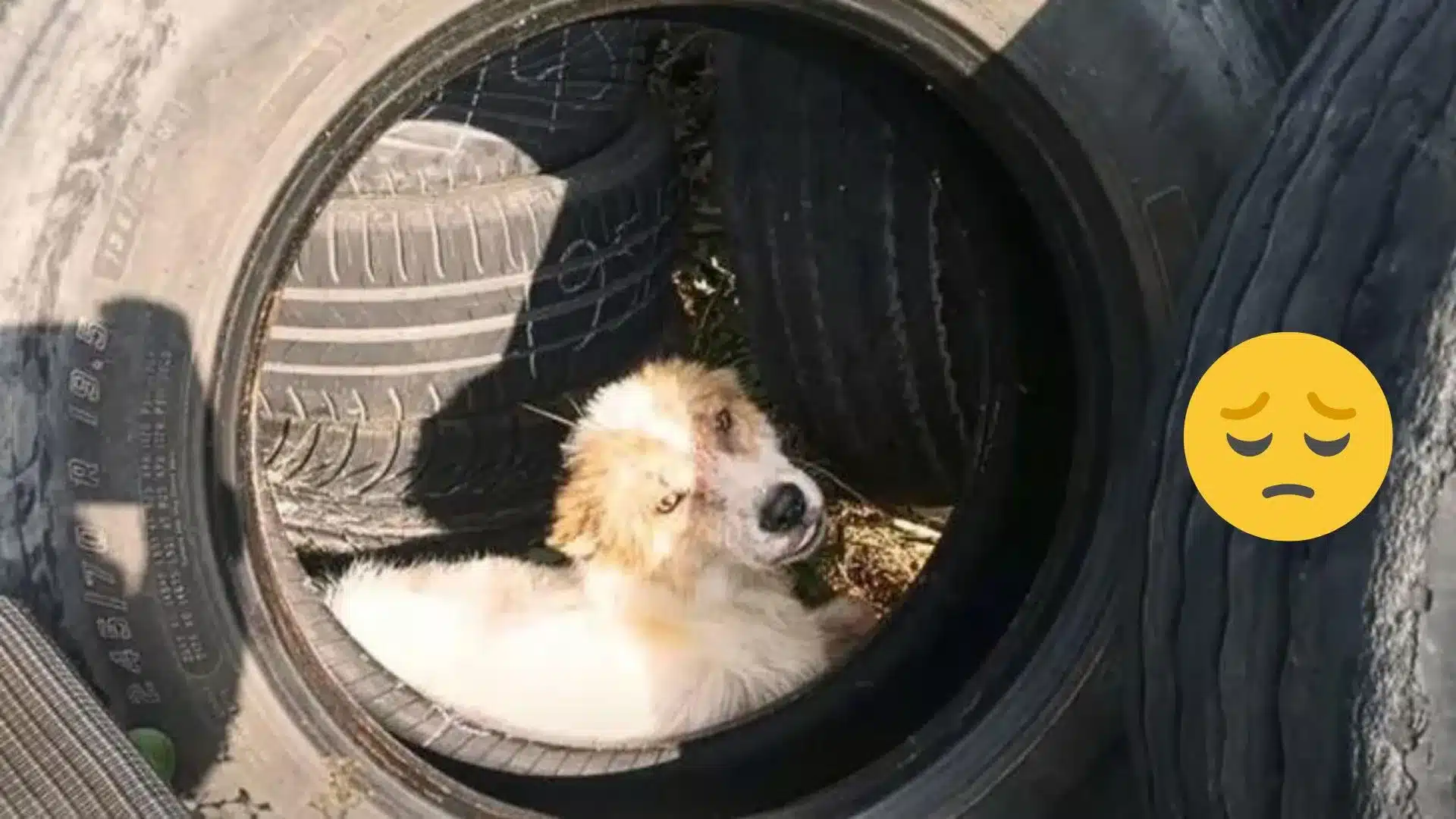 What This Man Finds Between Tires Near Gas Station Will Leave You Shocked