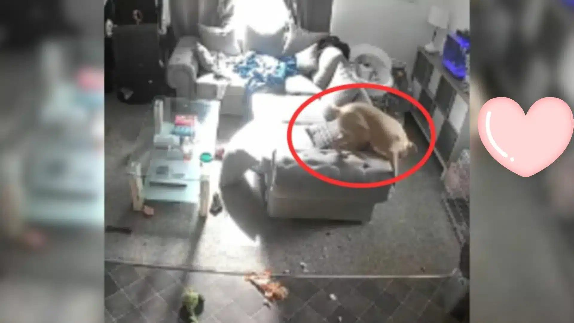 When She Looked At The Pet Camera, The Woman Was Shocked At The Chaos Her Puppy Had Caused